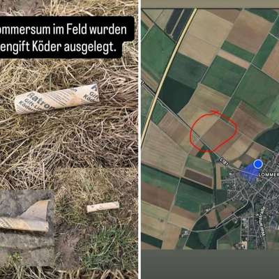 Giftköder-Rattengiftköder-Bild