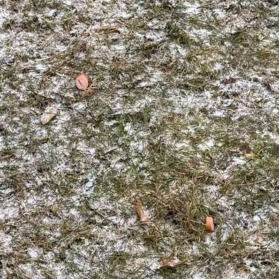 Giftköder-Giftköder in Wursträdchen / Käsestücken-Bild