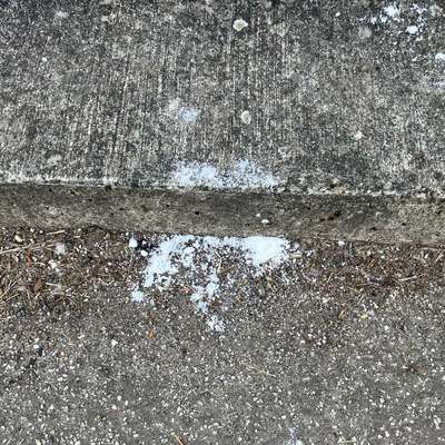 Giftköder-Weißes Pulver auf Brücke über dem Fluß Mittelriede -Bild