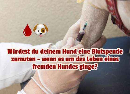 🩸🐾 Blut spenden? Ja. Aber bitte nicht mein Hund.-Beitrag-Bild