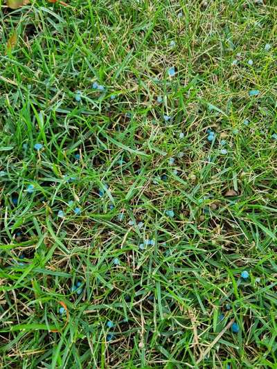 Giftköder-Blaukorn-Bild