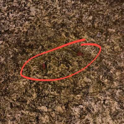 Giftköder-Fleischstückchen Giftköder-Bild