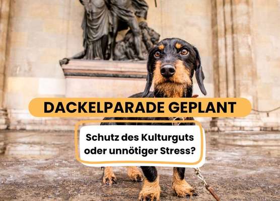 Große Dackel-Parade in Regensburg geplant - Was denkt ihr?-Beitrag-Bild