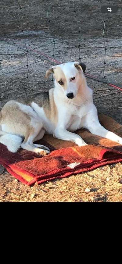 Suchmeldung-Choccy -Bild