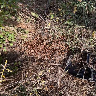 Giftköder-Evtl Giftköder in Hundepelletfzutter-Bild