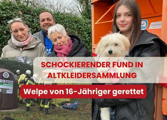 Lebendig im Altkleidercontainer entsorgt - Tragödie um einen Malteser-Welpen Niedersachsen-Beitrag-Bild