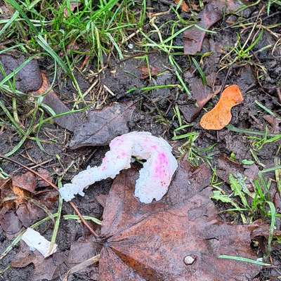 Giftköder-ggf. Giftköder-Bild