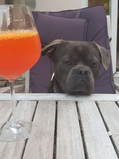 Giftköder-Toter Hund-Bild