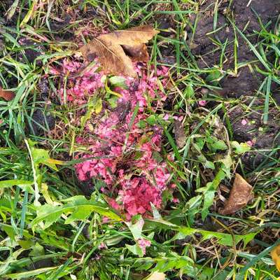 Giftköder-Eventuell Rattengift-Bild