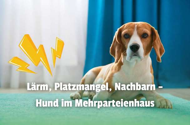 Immer wieder Ärger: Sind Hunde in Mehrparteienhäusern eine Zumutung?-Beitrag-Bild