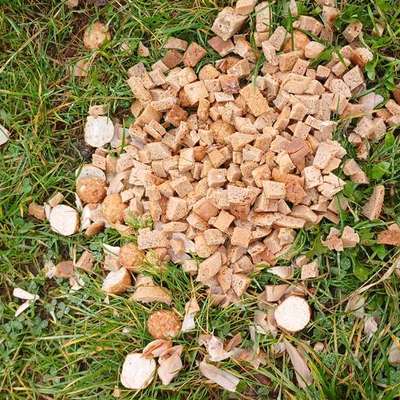 Giftköder-Vermutlich Giftköder-Bild