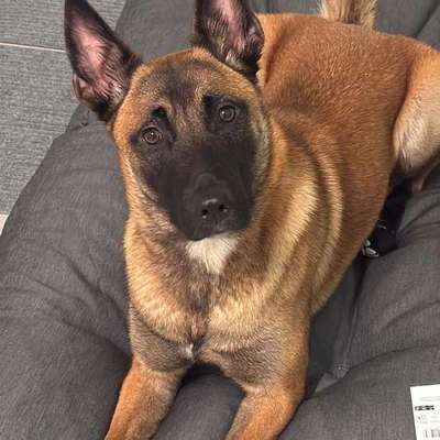 Suchmeldung-Cataleya-Bild