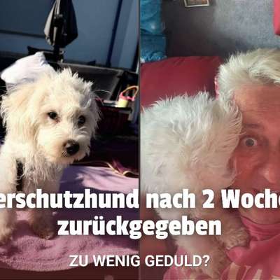 😤 Tierschutzhund nach zwei Wochen zurückgegeben – weil er „zu wild" war-Beitrag-Bild