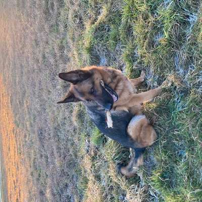 Suchmeldung-Mina-Bild