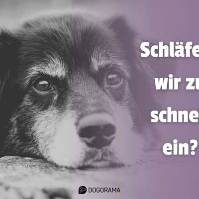 👉 Schläfern wir unsere Hunde zu schnell ein? 🤔-Beitrag-Bild