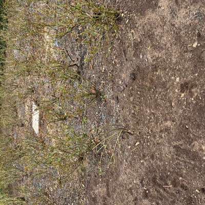 Giftköder-Blaukorn, Schneckenkorn oder Rattengift -Bild