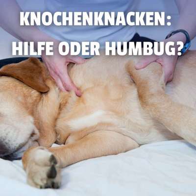 🦴 Knochenknacken beim Hund – Wunderheilung oder Tierquälerei?-Beitrag-Bild