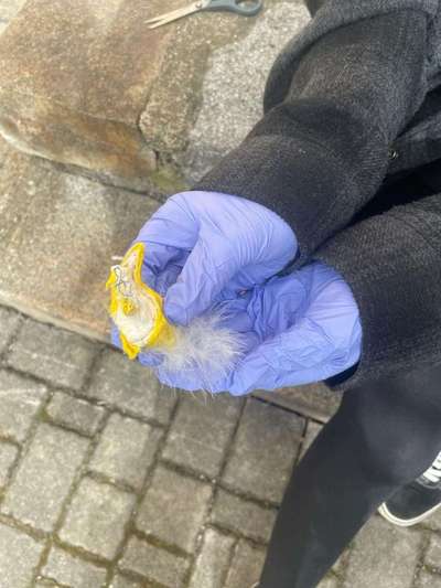 Giftköder-Giftköder-Bild