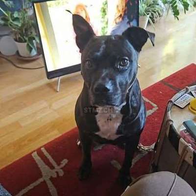Suchmeldung-Mia-Bild