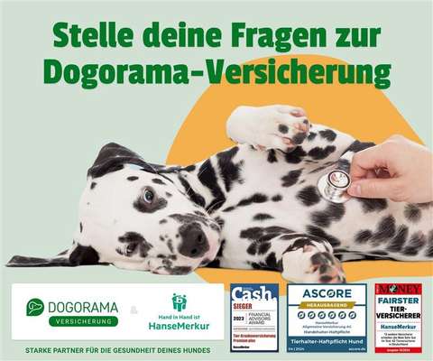 Deine Fragen zur Dogorama Versicherung-Beitrag-Bild