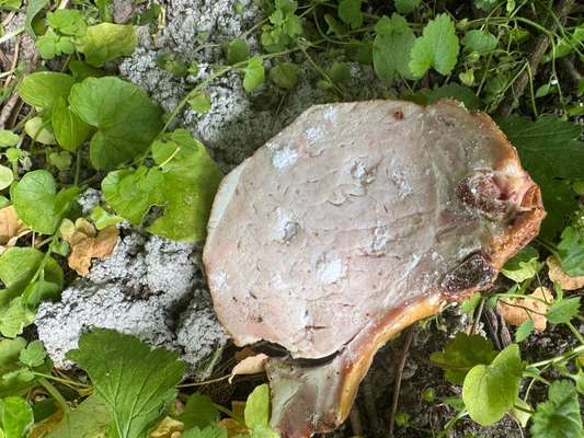 Giftköder-Kassler mit weißen Pulver-Bild