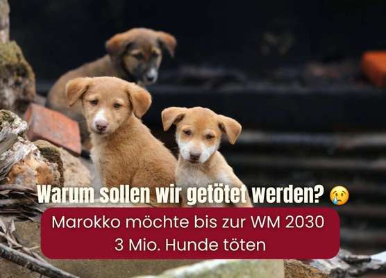 ‼️ Schockierende Entscheidung in Marokko: Das Land will 3 Mio. Hunde töten! ‼️-Beitrag-Bild