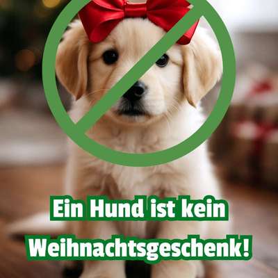 🐶: „Ich bin kein Weihnachtsgeschenk!“ Hunde als Überraschung unter dem Weihnachtsbaum?! 🎄-Beitrag-Bild