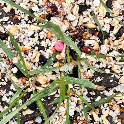 Giftköder-Vogelfutter mit Gift (pink)-Bild