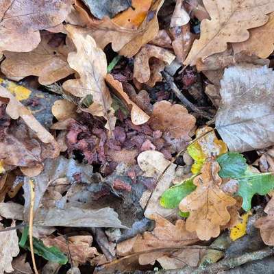 Giftköder-Vermutlich Giftköder-Bild