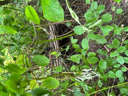 Giftköder-Mann lebt versteckt im Gebüsch-Bild