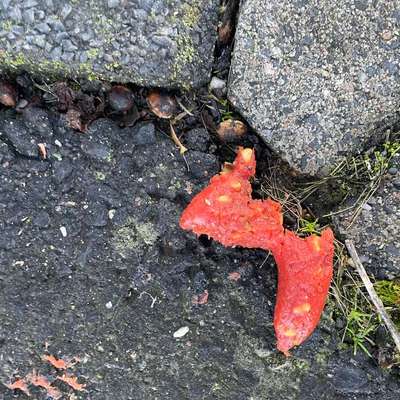 Giftköder-Evtl. Giftköder-Bild