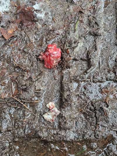 Giftköder-Achtung: Giftköder in Balsbach im Wald gefunden!-Bild