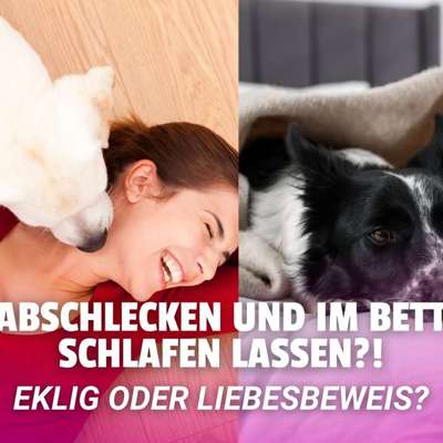 Abschlecken und im Bett schlafen lassen – eklig oder Liebesbeweis? 🤔🐶-Beitrag-Bild