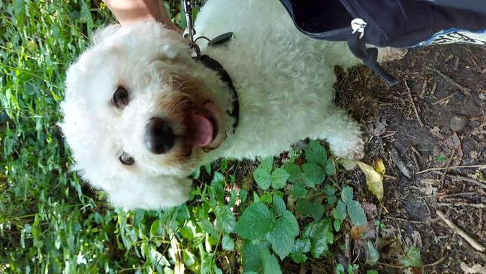 Suchmeldung-Sammy-Bild