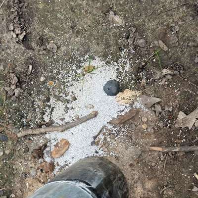 Giftköder-Weiße Körner / vielleicht Gift-Bild