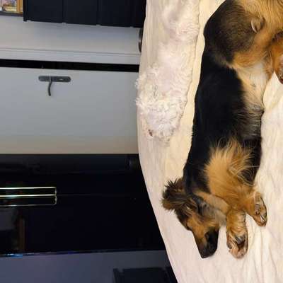 Suchmeldung-Lola-Bild