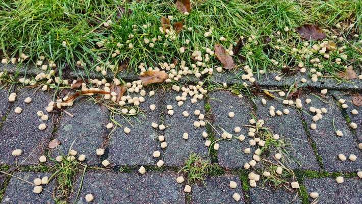 Giftköder-Fragwürdige Pellets in großer Menge-Bild