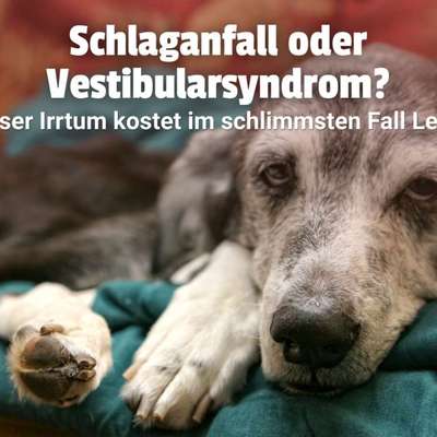🚨 Kennst du das Vestibularsyndrom? Es könnte deinen Hund retten!-Beitrag-Bild