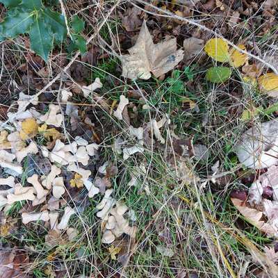 Giftköder-GIFTKÖDER (?)-Bild