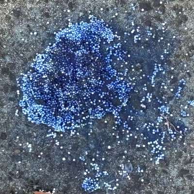 Giftköder-Blaukorndünger-Bild