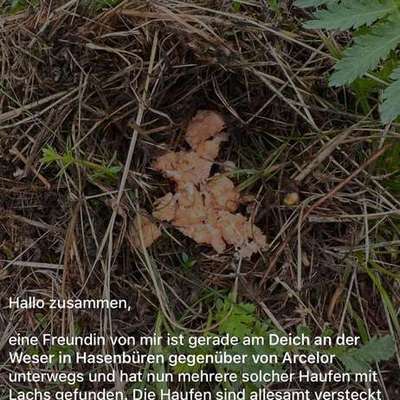 Giftköder-Giftiger Lachs-Bild