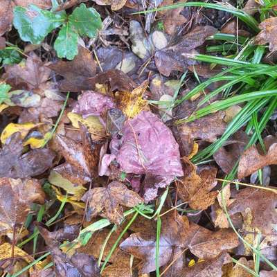 Giftköder-Gift Köder-Bild