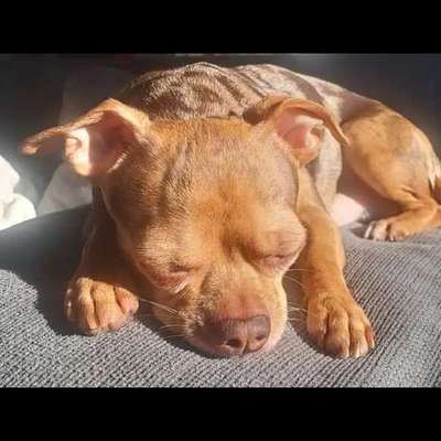 Suchmeldung-Lucky-Bild