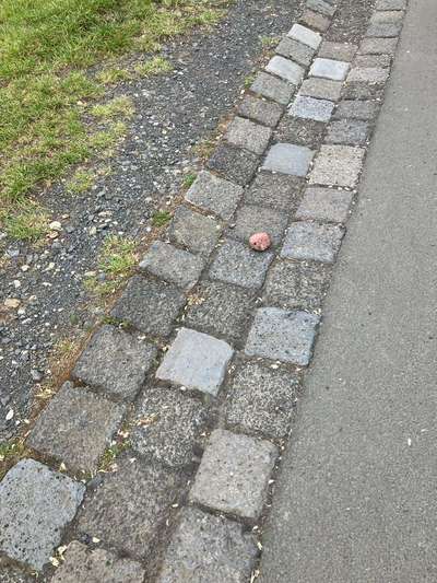 Giftköder-Giftköder-Bild