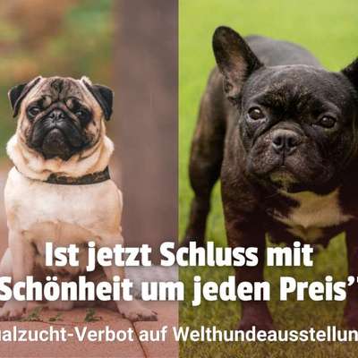 Qualzucht-Verbot bei der Welthundeausstellung in Österreich?-Beitrag-Bild