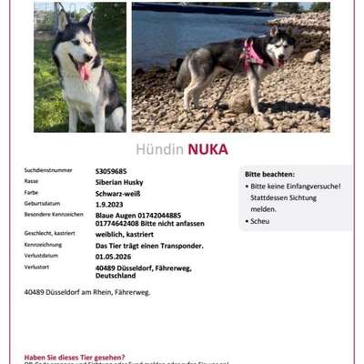 Suchmeldung-Nuka-Bild