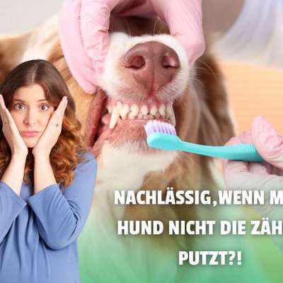 🦷 Was hältst du vom Zähneputzen beim Hund – notwendig oder überschätzt?-Beitrag-Bild
