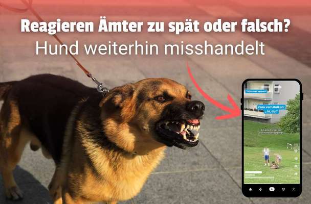 Reagieren die Ämter zu spät oder nicht richtig? Hund bleibt in Misshandlung!-Beitrag-Bild