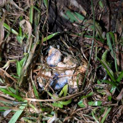 Giftköder-Ggf. Giftköder -Bild