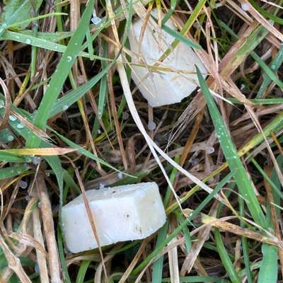 Giftköder-Giftköder Okt/Nov 2025-Bild